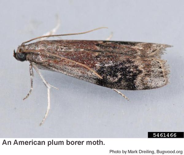 American plum borer moth